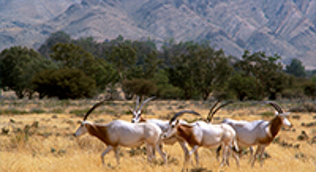 Potothèque parc Bouhedma